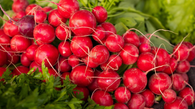 Як отримати гарний урожай редиски