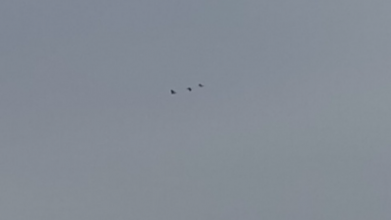 Весна наближається: на Волині зафіксували повернення сірих журавлів із вирію