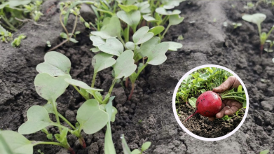 Як тільки зійшла редиска, внесіть це добриво: врожай здивує