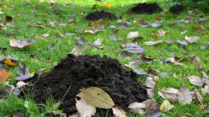 Як позбутися крота на ділянці: два доступні засоби та спосіб захистити газон