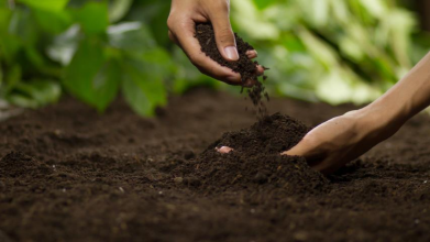 Забудьте про золу та гній: це добриво перетворить ваш город у березні на справжню золоту ділянку