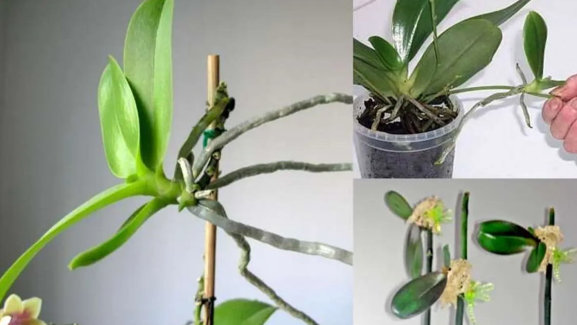 Як правильно поділити орхідею та отримати дві здорові рослини