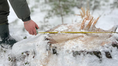 На Волині у заповіднику незаконно вирубали дерев на майже 20 мільйонів гривень