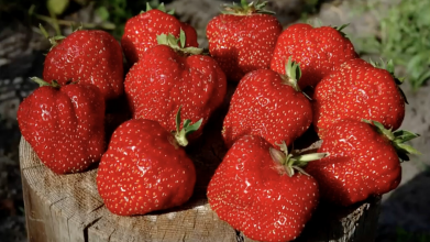 Весняне підживлення полуниці: три кроки до пишних кущів і рясного плодоношення