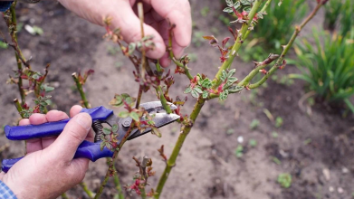 Як доглядати за трояндами навесні, щоб вони цвіли до осені