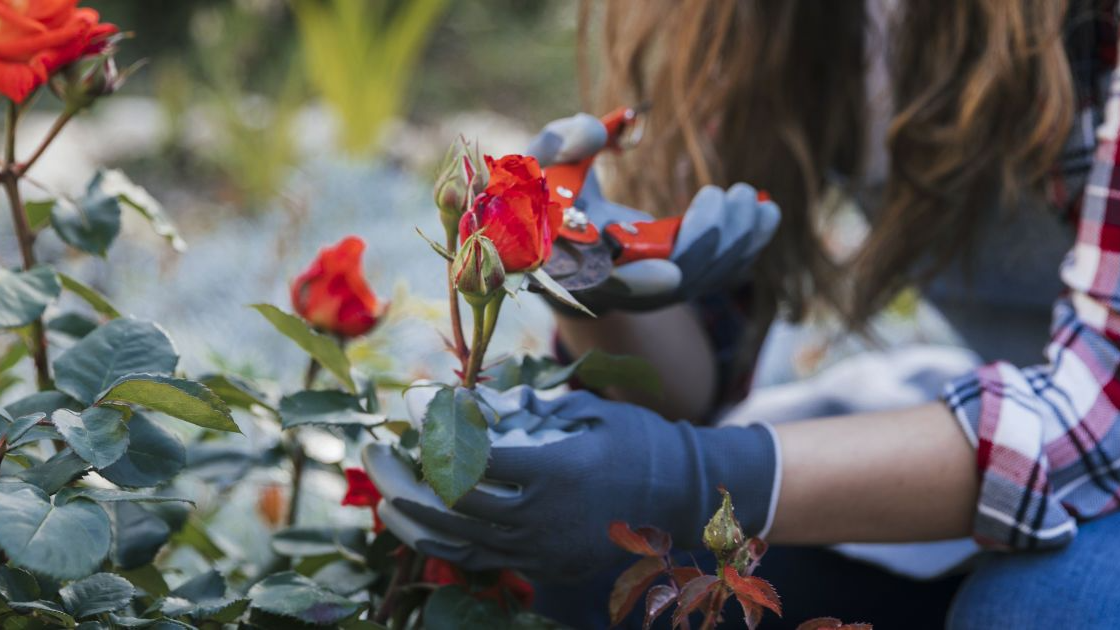 Як врятувати троянди у січні від загибелі - простий зимовий трюк