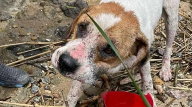 На Одещині врятували собаку, який на дошках з Херсонщини потрапив у море. Відео