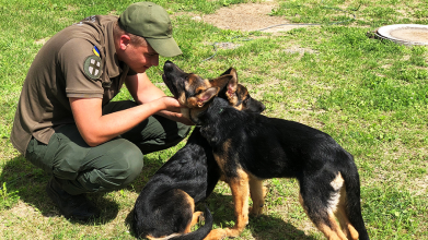 Як на Волині гвардійці-кінологи виховують майбутніх службових собак