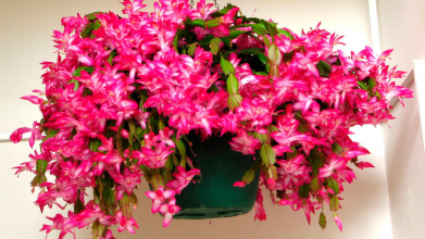Як змусити цвісти шлюмбергера взимку: найкраще добриво, яке діє миттєво
