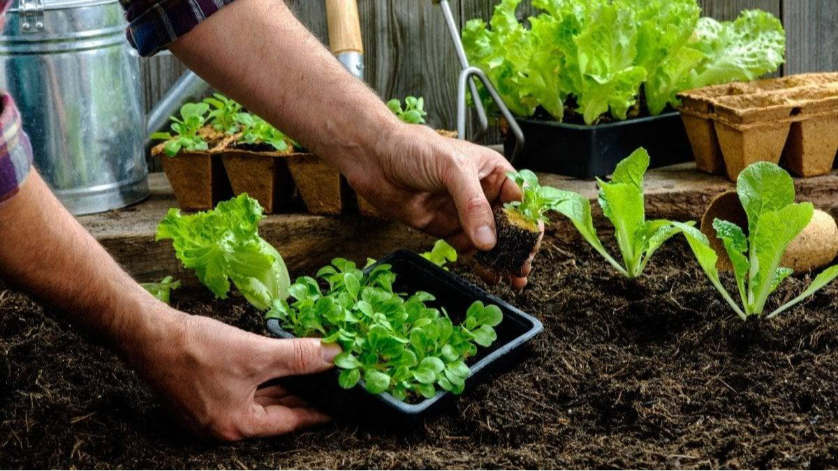 Як підготувати розсаду до висадки у відкритий ґрунт: приживеться без проблем