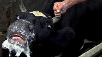 У громаді на Волині виявили другий випадок сказу в корови