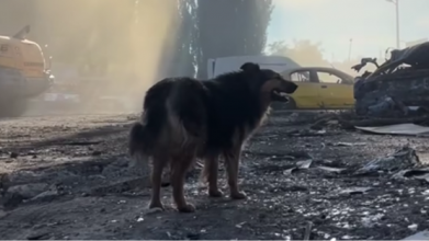 собака Джесі, ракетний удар на київ