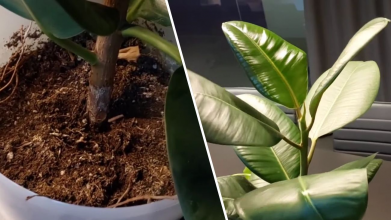 Як зробити фікус здоровим і зеленим без дорогих добрив