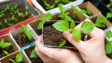 Коли сіяти перець на розсаду наприкінці січня - у лютому 2026 року: сприятливі та заборонені дні за місячним календарем