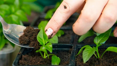 Місячний посівний календар на кінець лютого – березень 2026 року: сприятливі та заборонені дні для розсади