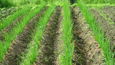 Вирощування цибулі