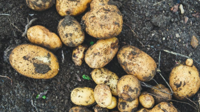 Чим обробити картоплю перед садінням: простий розчин для кращого врожаю