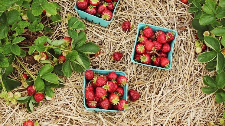 «Ягоди Волині» сертифікували продукцію для експорту до Канади і почали вирощувати ревінь