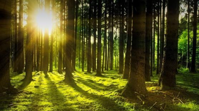 На Волині у громади відсудили землі лісового фонду вартістю понад 27 мільйонів гривень