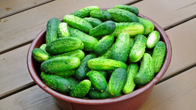 найкращі сорти огірків