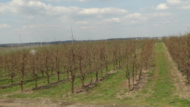 укорінення молодих дерев