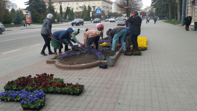 За кілька днів у Луцьку висадять 40 тисяч квітів