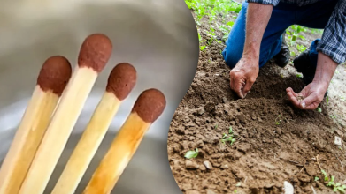 Встигніть зробити це у березні: навіщо встромляти сірники у ґрунт