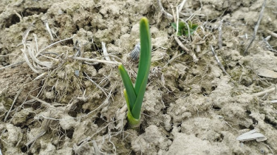 Що зробити з озимим часником одразу після зими: поради для хорошого врожаю