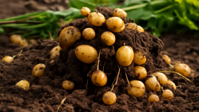 картопля дрібнішає