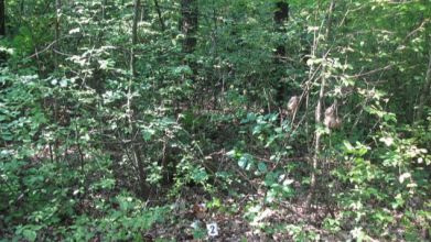 Заштовхали в авто і вивезли в ліс: на Волині викрали 17-річну дівчину