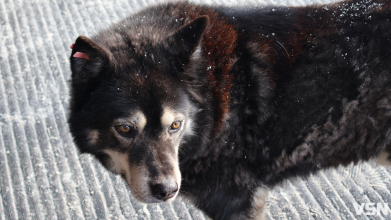 У  Нововолинську зграї безпритульних собак лякають дітей і батьків
