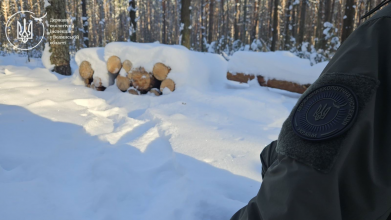 На Волині виявили незаконно зрізані дерева – відкрили кримінальне провадження