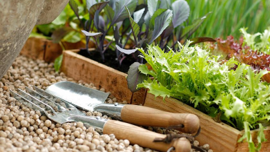 пророщування насіння