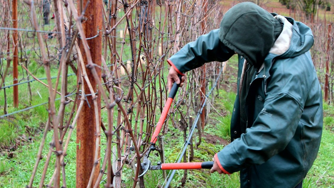У листопаді треба обов’язково обрізати та підживити виноград, щоб отримати величезні солодкі грона у наступному році