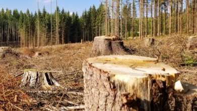 На Волині чоловіка оштрафували на 17 тисяч за дві зрізані сосни