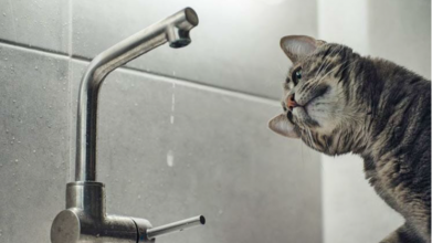 Частина Луцька на добу залишиться без води: список вулиць