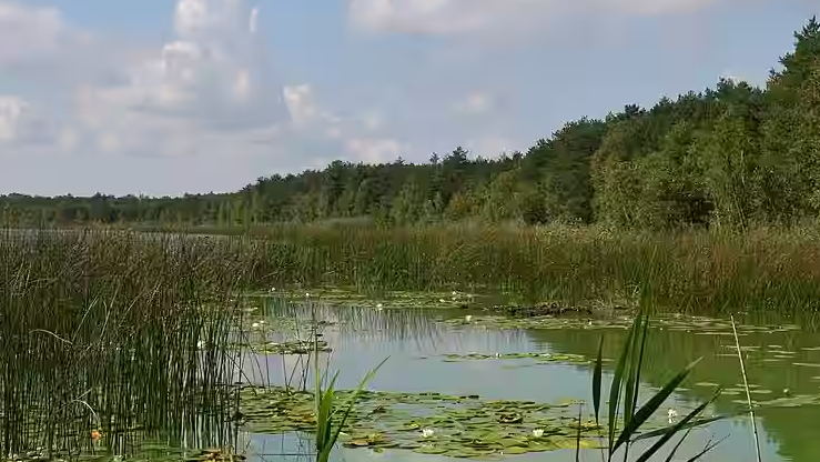 Озеро Мошне: найдавніша водойма Волині з містичною атмосферою