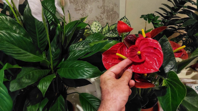 «Чоловіче щастя» тішитиме рясним і яскравим цвітінням: чим підживити антуріум навесні
