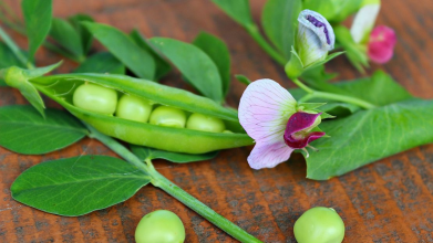 Як виростити горох: секрети раннього та солодкого врожаю