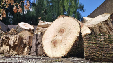 Дерева, які зрізають у Луцьку, підуть на дрова потребуючим