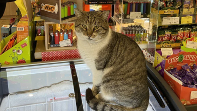 Кіт-директор: у продуктовому магазині в Луцьку з'явився пухнастий працівник
