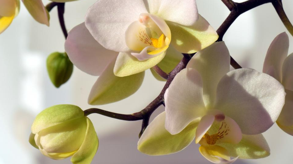 Рисова вода для орхідей: простий трюк, який допоможе рослині швидше зацвісти