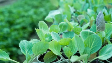 посів розсади капусти