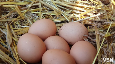 Гусячі, перепелині, елітні курячі: скільки на Волині коштують інкубаційні яйця?