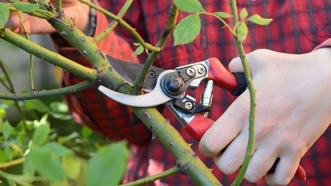 Навесні рослина потішить розкішними бутонами: як правильно обрізати троянди в січні