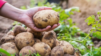 Що не можна садити після картоплі, щоб був гарний врожай