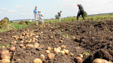 Що обов'язково треба вибрати на городі зараз у спадний місяць: інакше втратите врожай