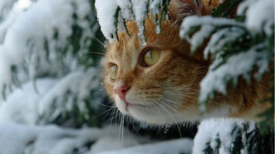 прогноз погоди, зима 2025 -2026