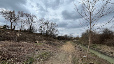 У Луцьку вздовж Сапалаївки вирізали дорослі дерева: архітектор заявив про знищення екосистеми