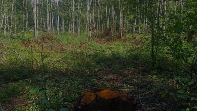 На Волині незаконно вирубали понад 250 дерев: збитки перевищили 1,1 мільйона гривень